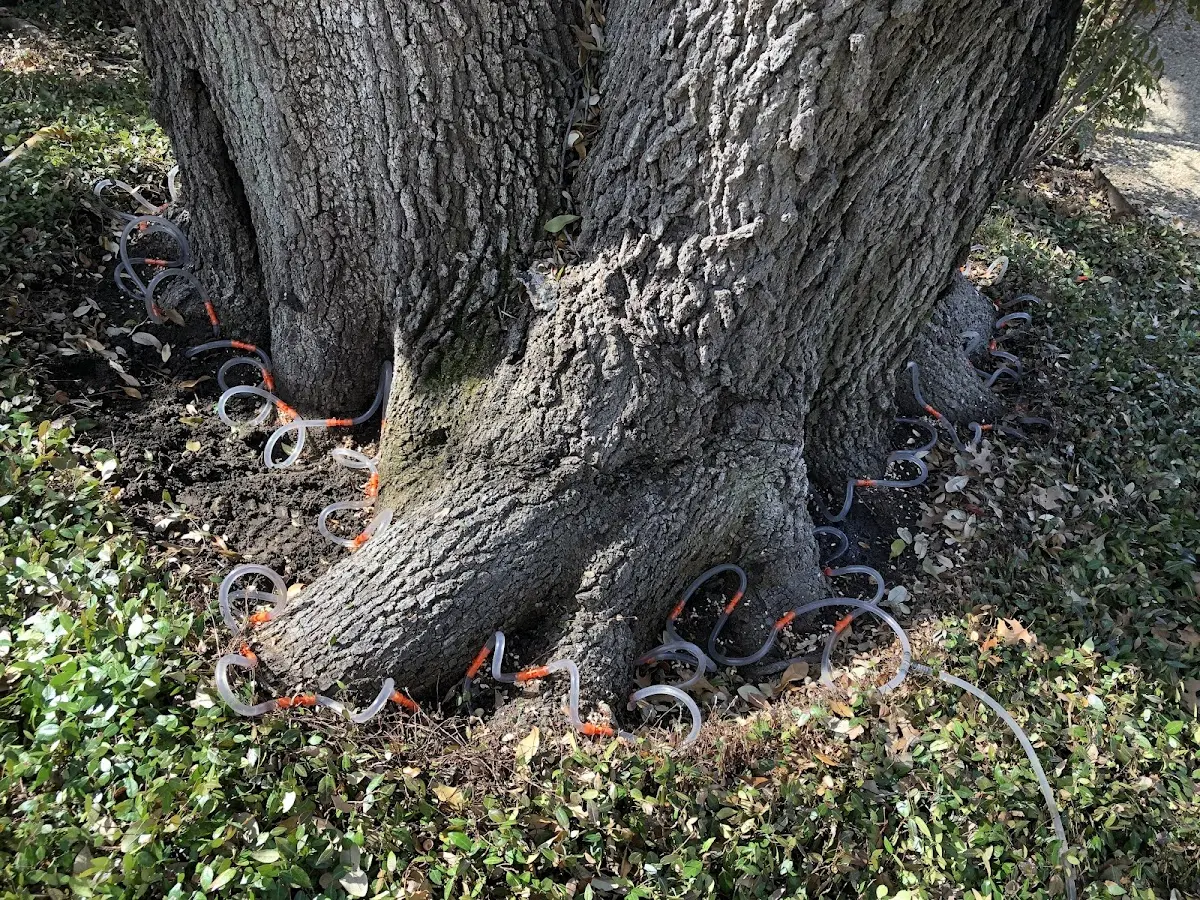 Detailed Tree Cabling and Bracing job site in Sumner