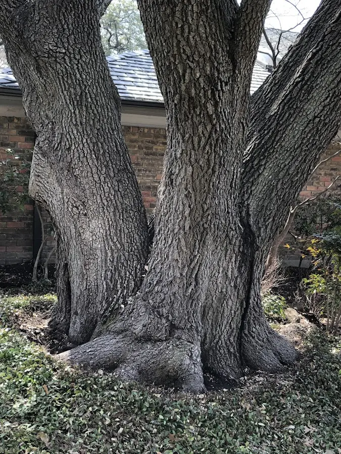 Mature heritage tree close to a Sumner property cared for by certified arborists